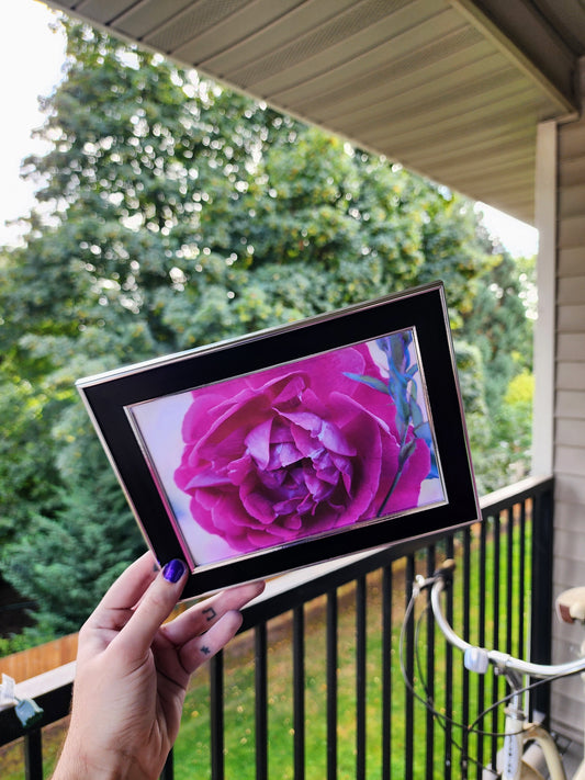 rose | photography print | 5 x 7"-rain faerie shop-rain faerie shop
