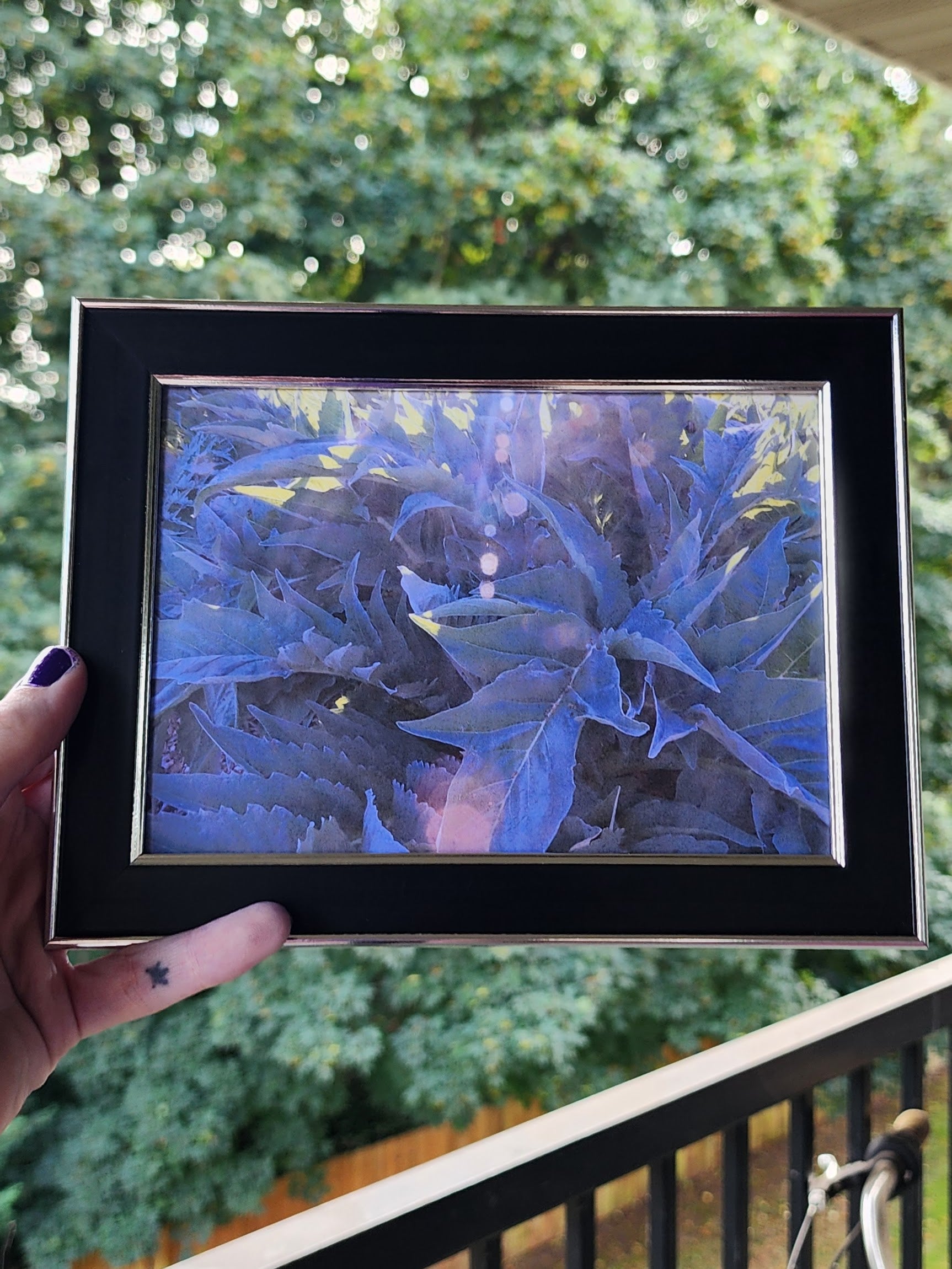 fern | photography print | nature | plants | 5x7"-rain faerie shop-rain faerie shop