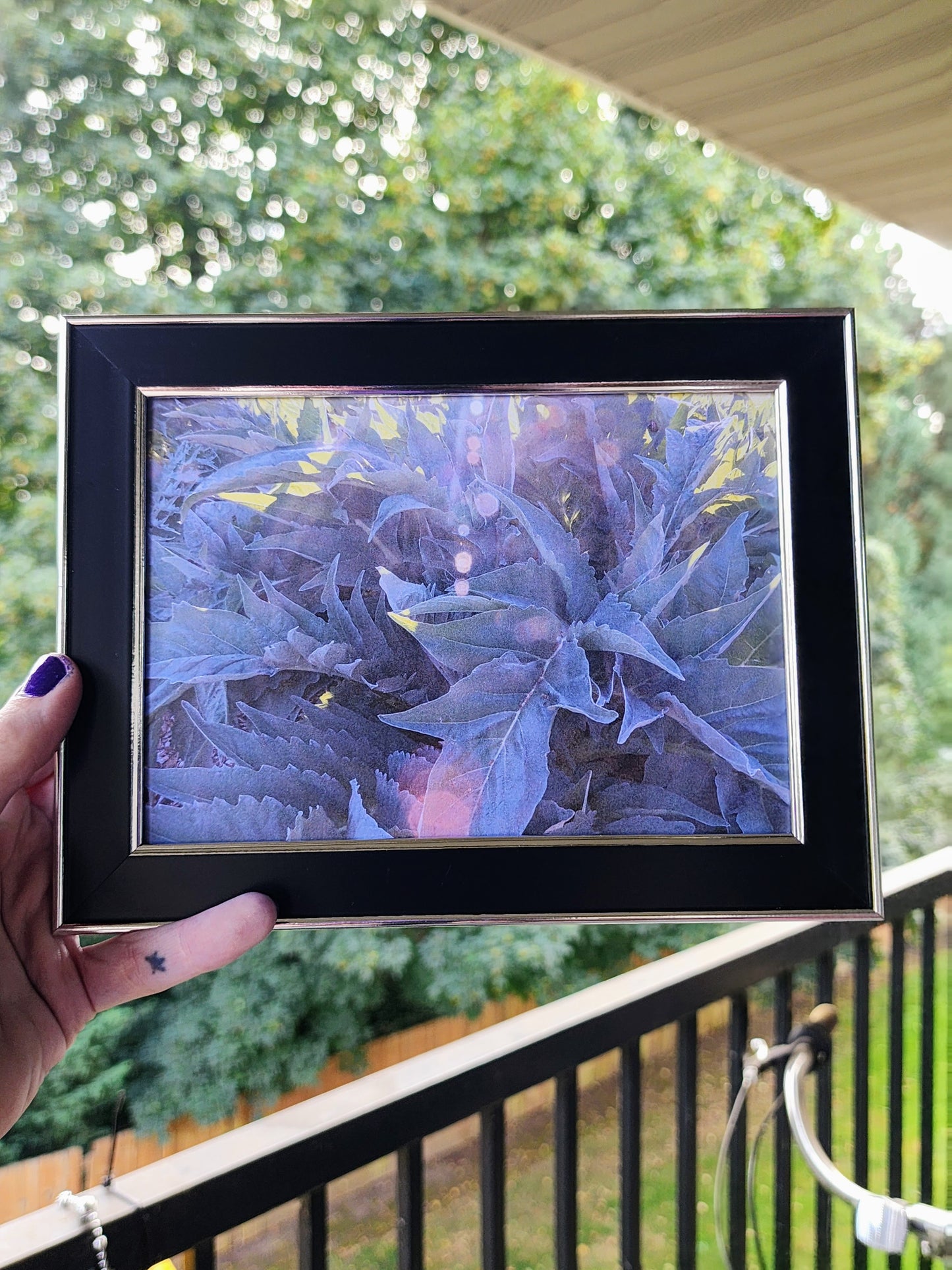 fern | photography print | nature | plants | 5x7"-rain faerie shop-rain faerie shop