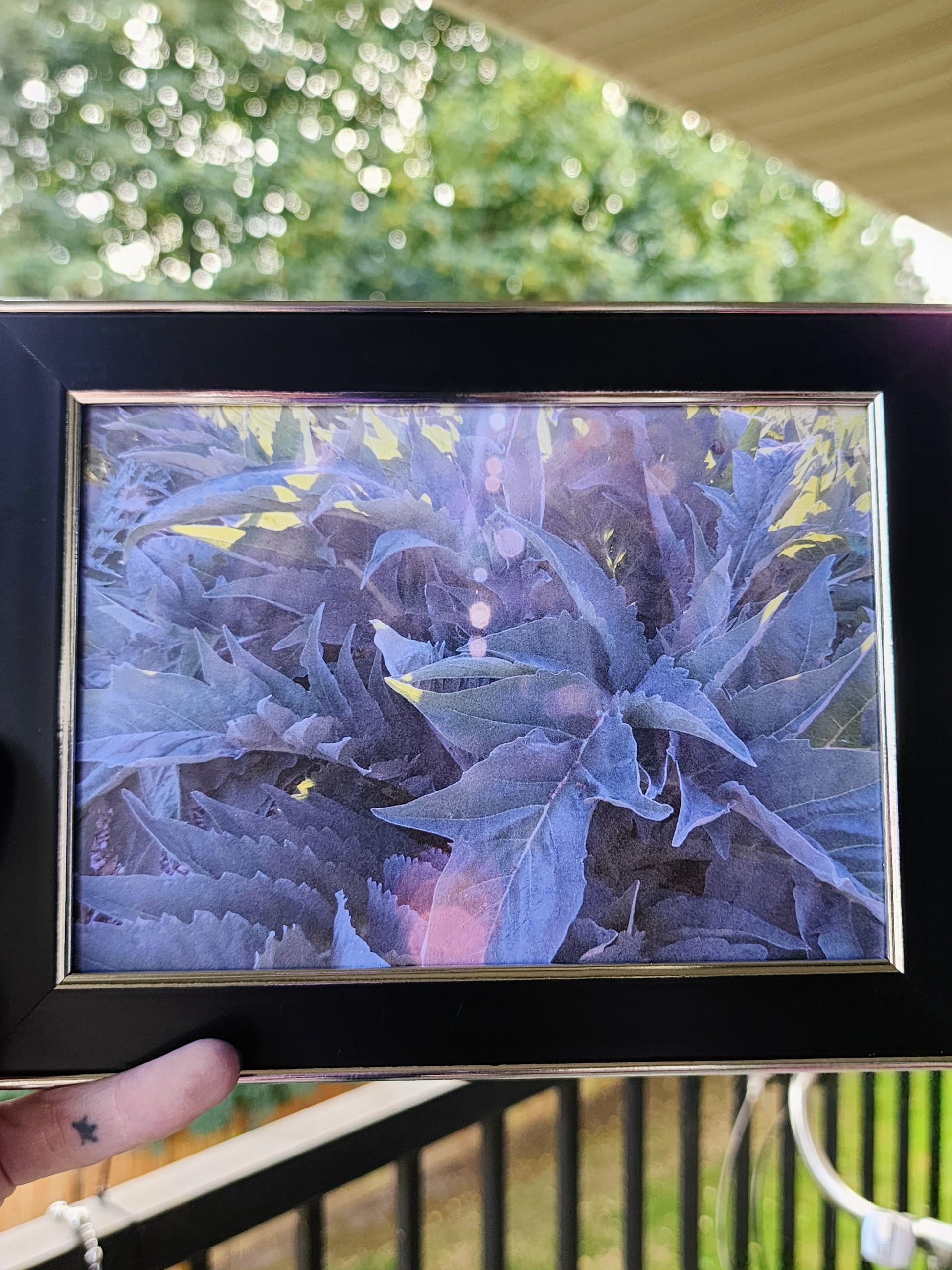 fern | photography print | nature | plants | 5x7"-rain faerie shop-rain faerie shop