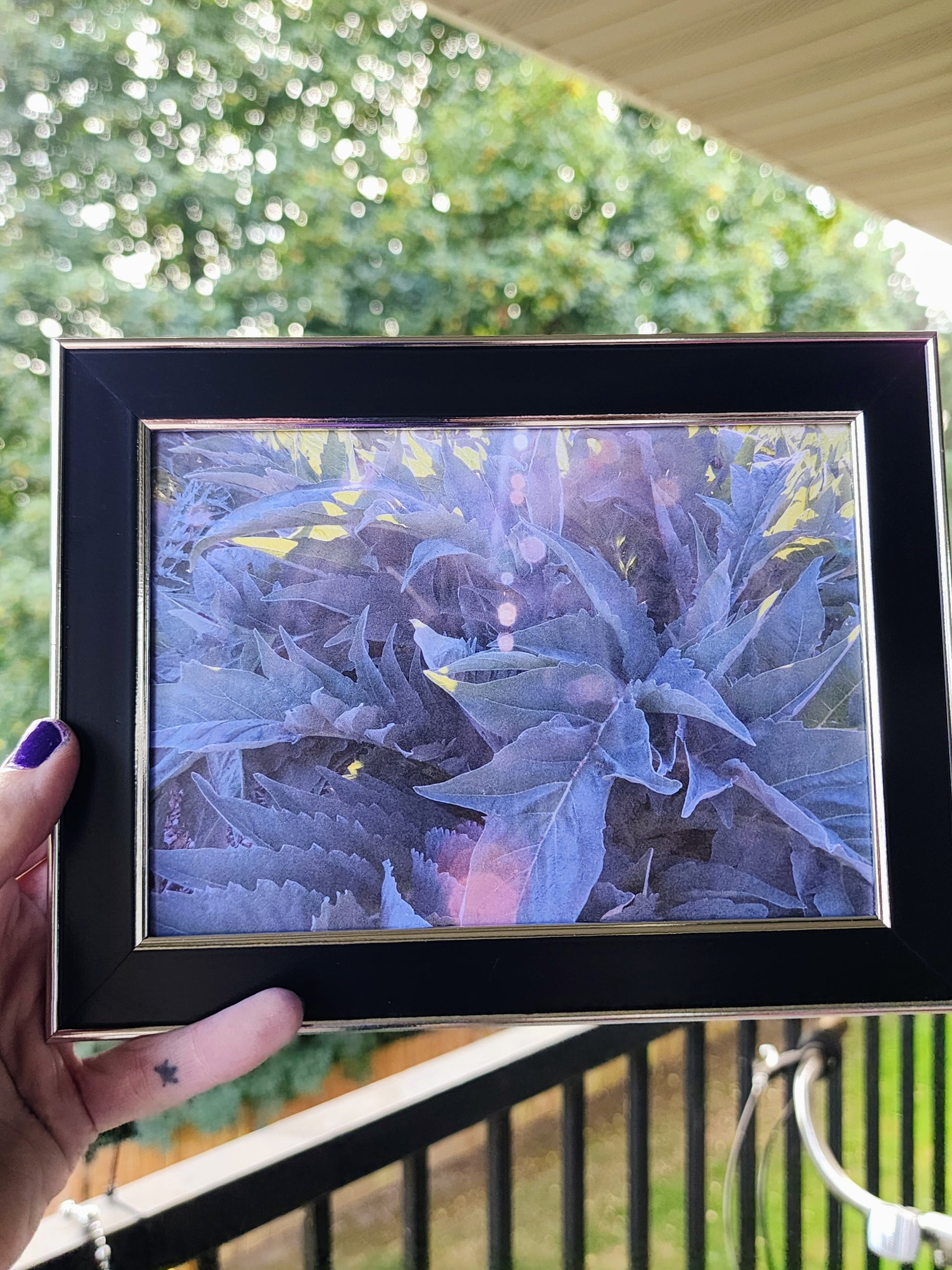 fern | photography print | nature | plants | 5x7"-rain faerie shop-rain faerie shop