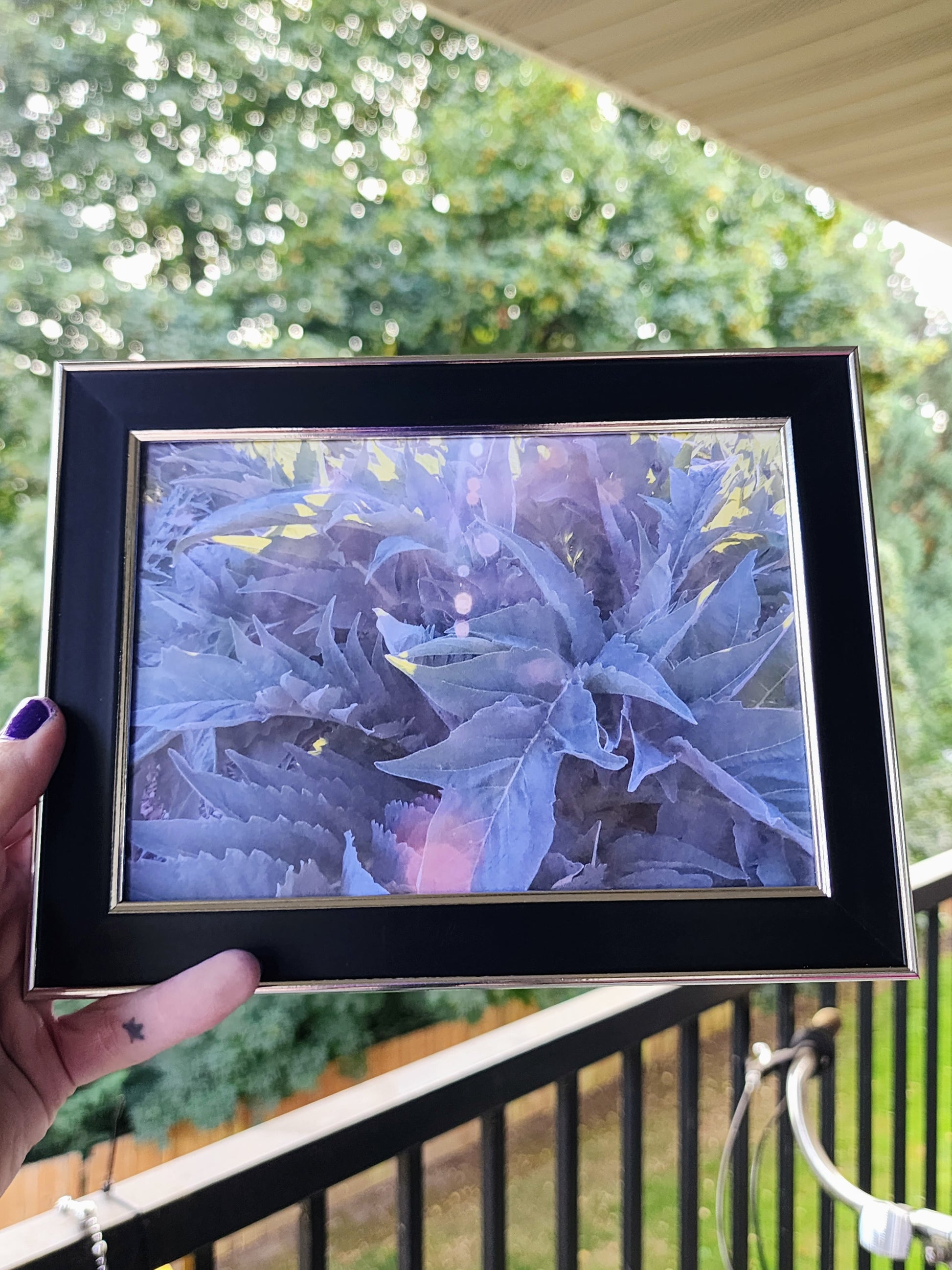 fern | photography print | nature | plants | 5x7"-rain faerie shop-rain faerie shop