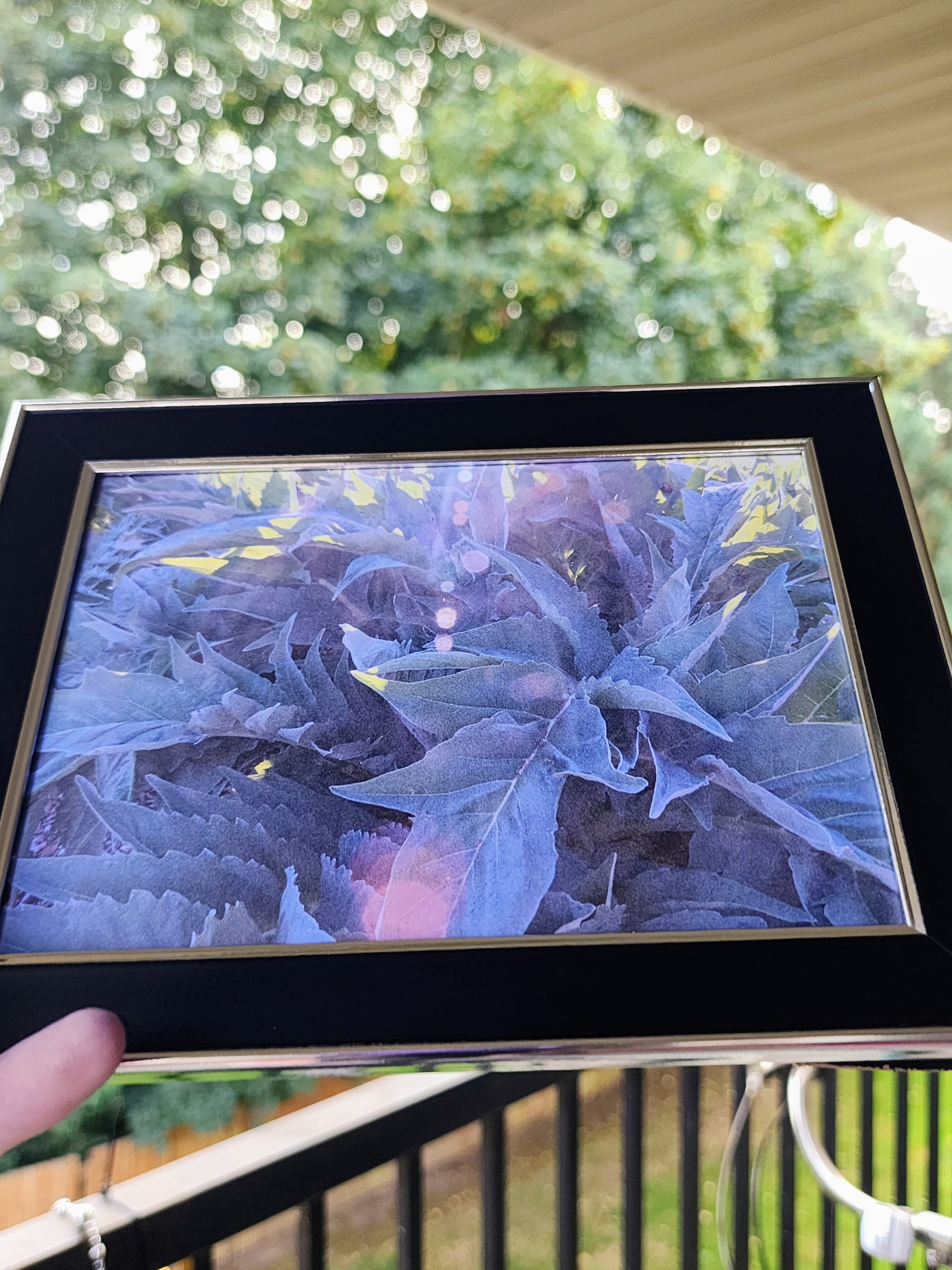 fern | photography print | nature | plants | 5x7"-rain faerie shop-rain faerie shop