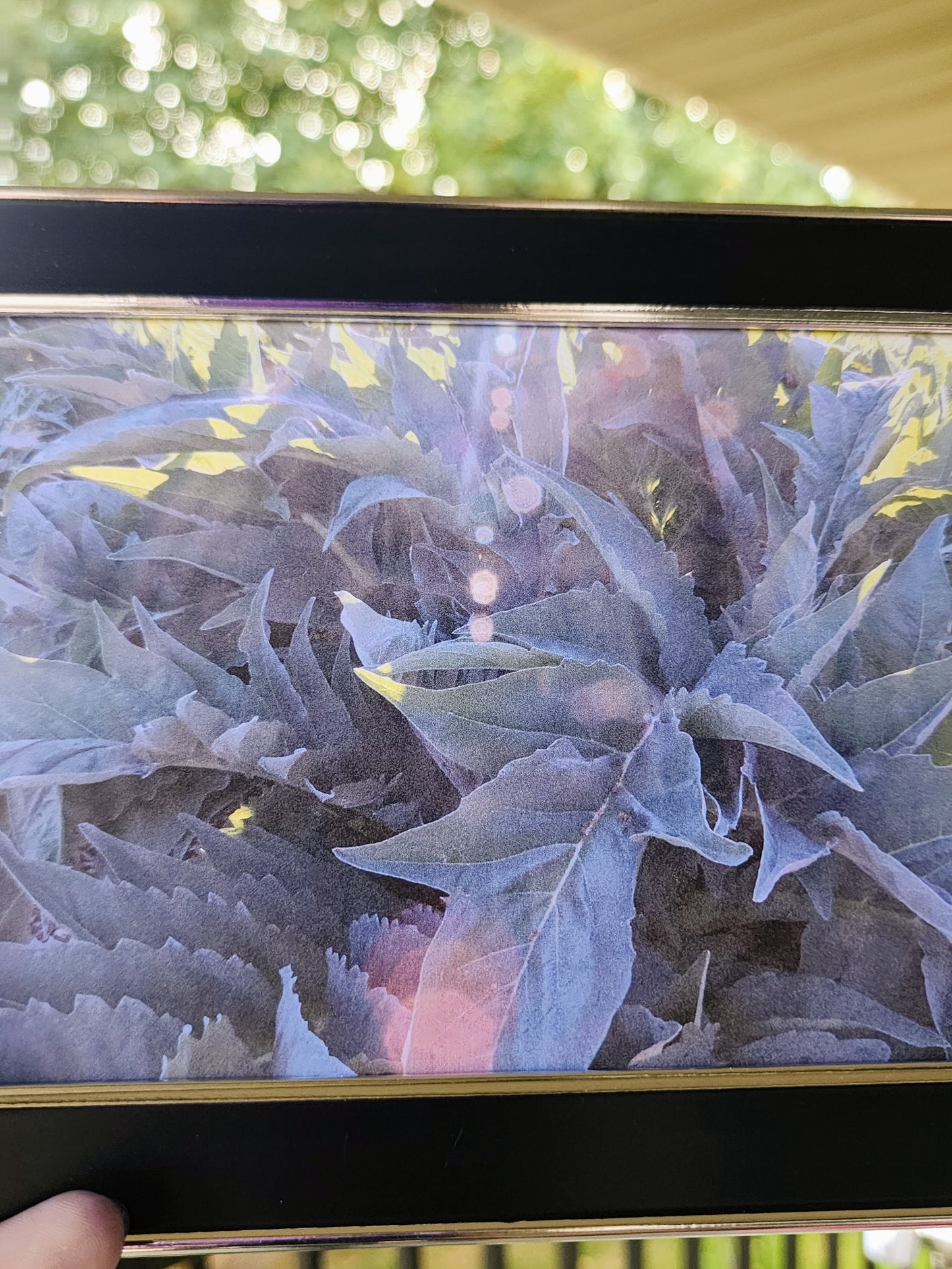 fern | photography print | nature | plants | 5x7"-rain faerie shop-rain faerie shop