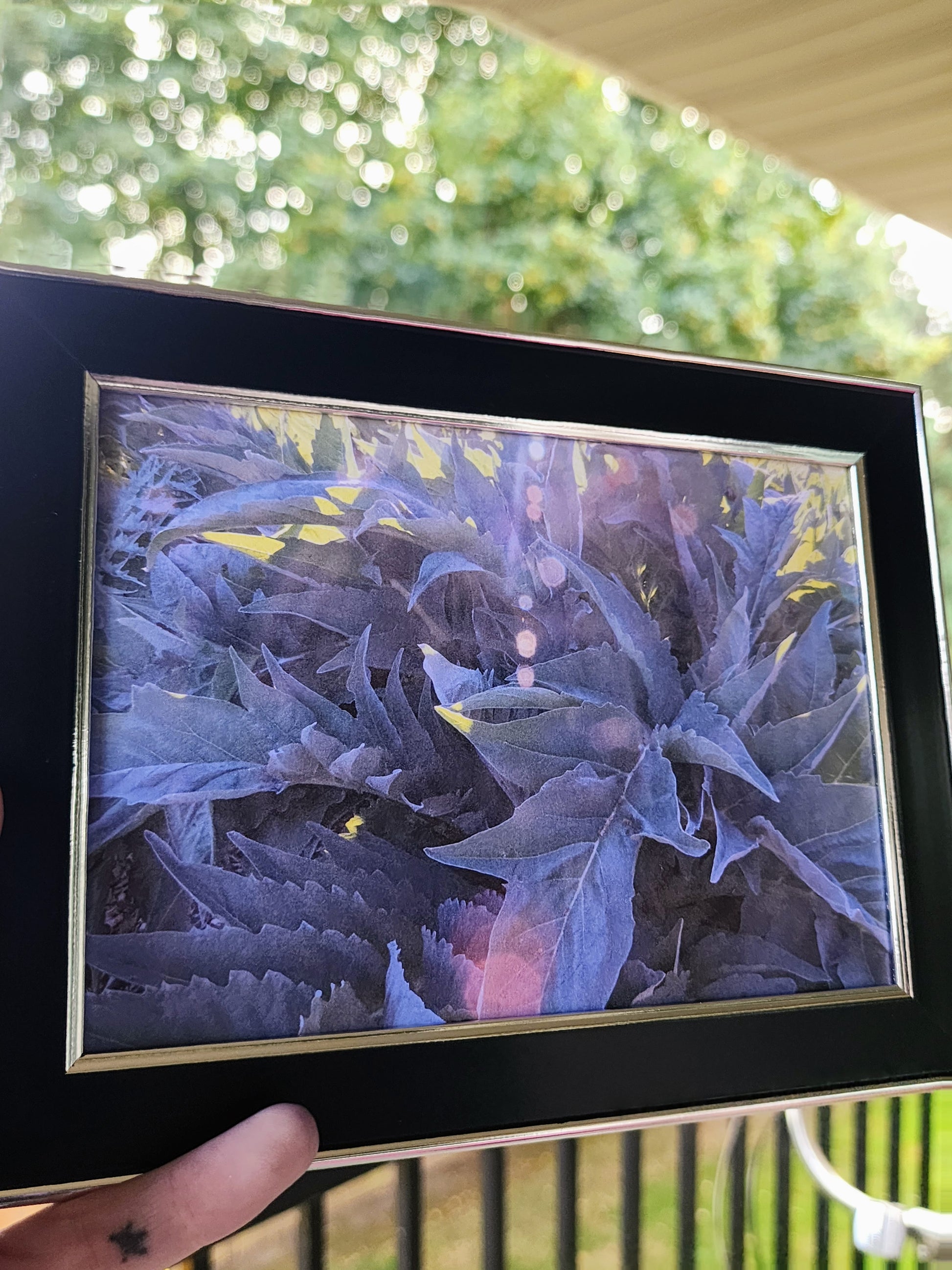 fern | photography print | nature | plants | 5x7"-rain faerie shop-rain faerie shop