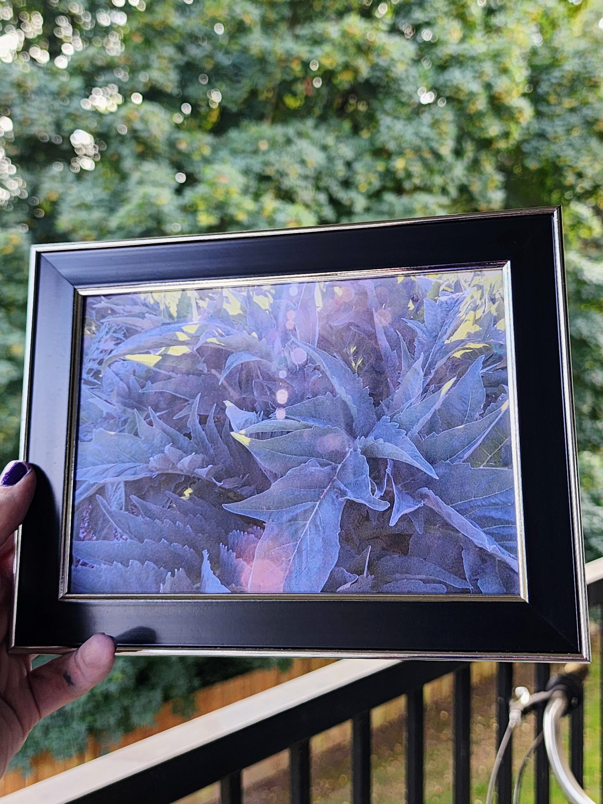 fern | photography print | nature | plants | 5x7"-rain faerie shop-rain faerie shop