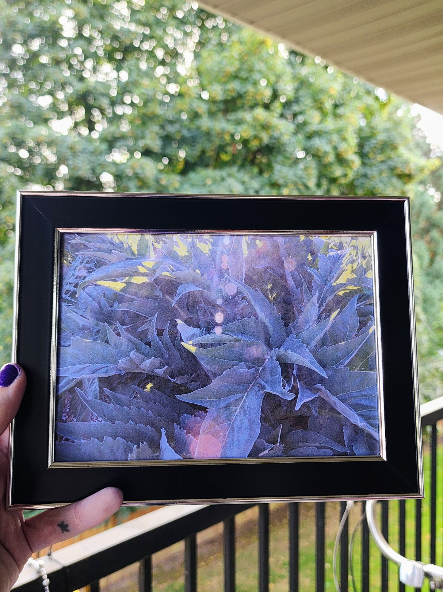 fern | photography print | nature | plants | 5x7"-rain faerie shop-rain faerie shop