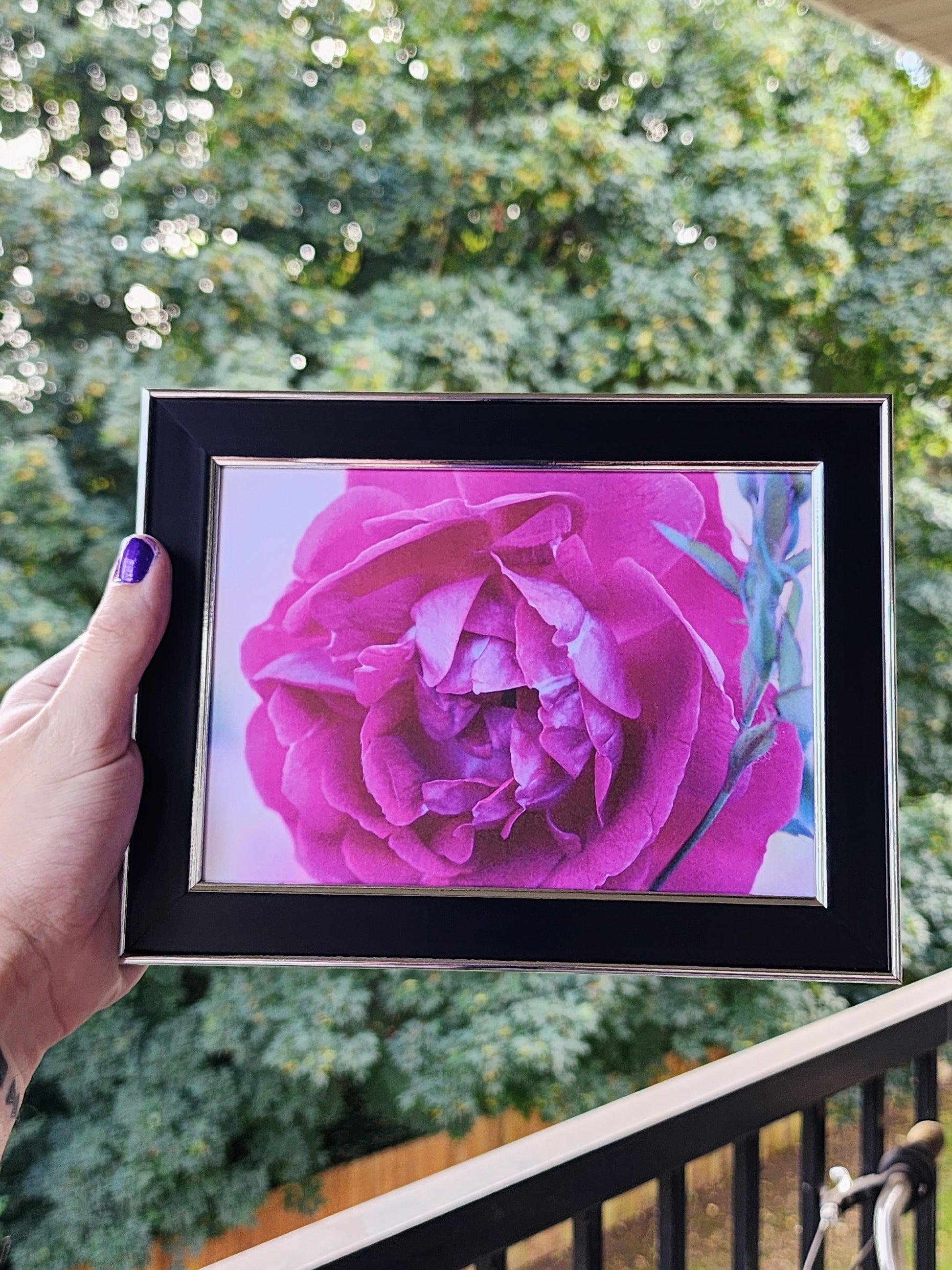 rose | photography print | 5 x 7"-rain faerie shop-rain faerie shop