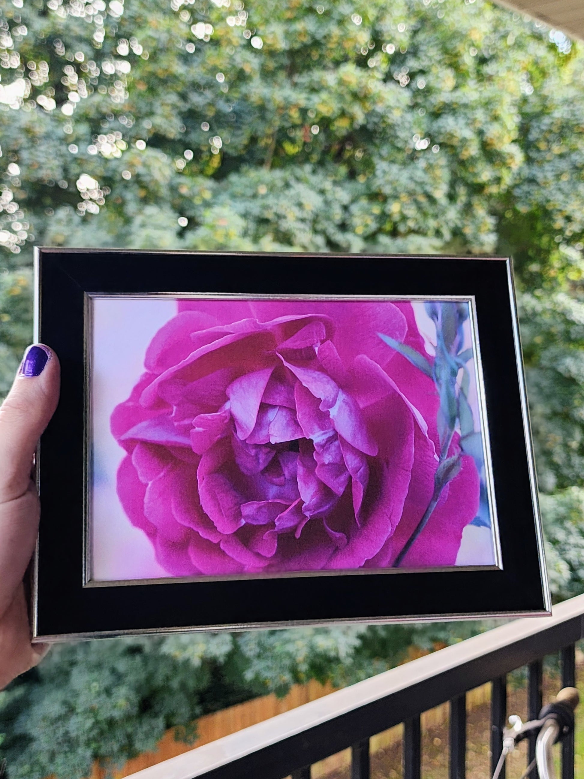 rose | photography print | 5 x 7"-rain faerie shop-rain faerie shop