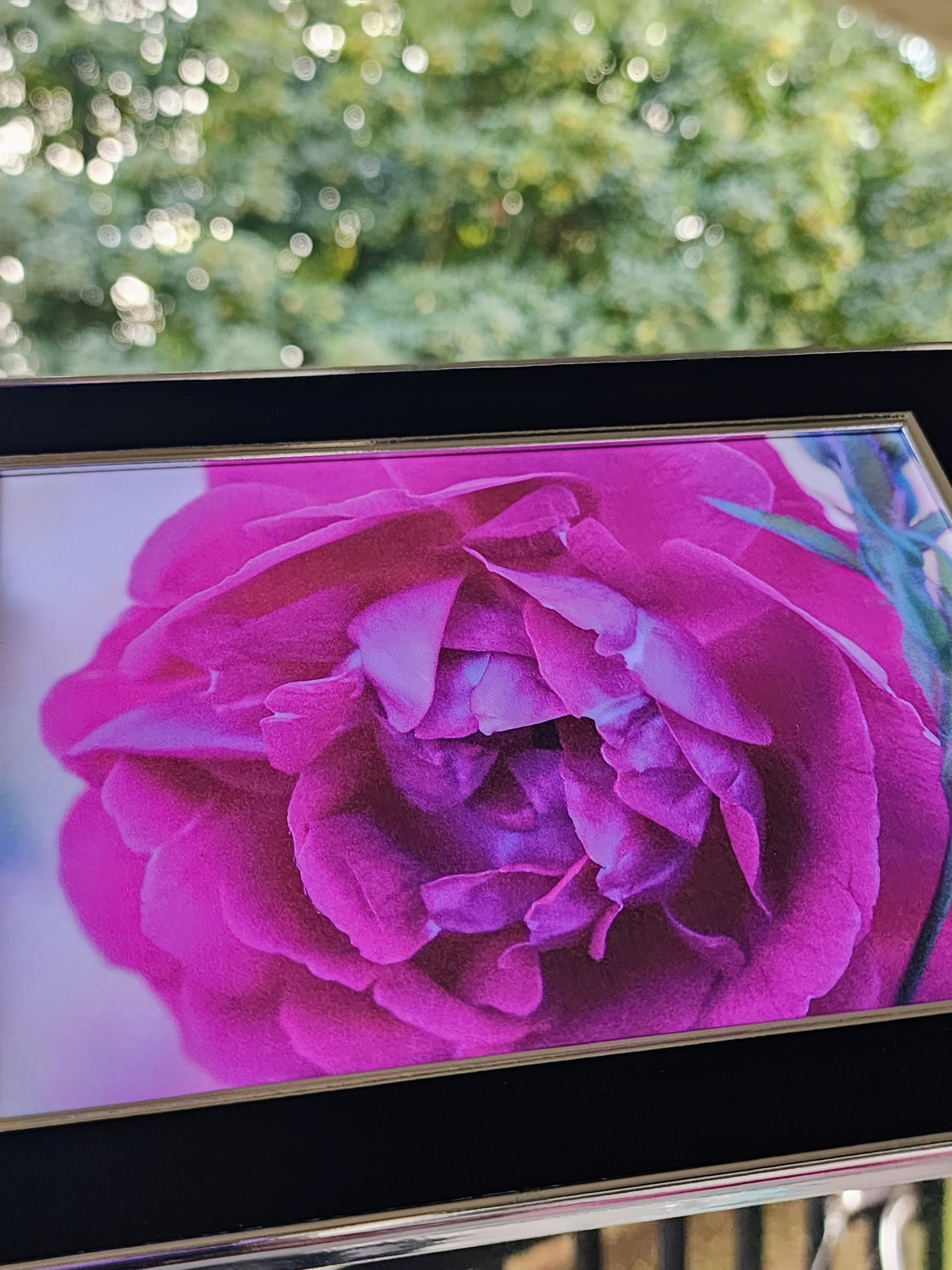 rose | photography print | 5 x 7"-rain faerie shop-rain faerie shop