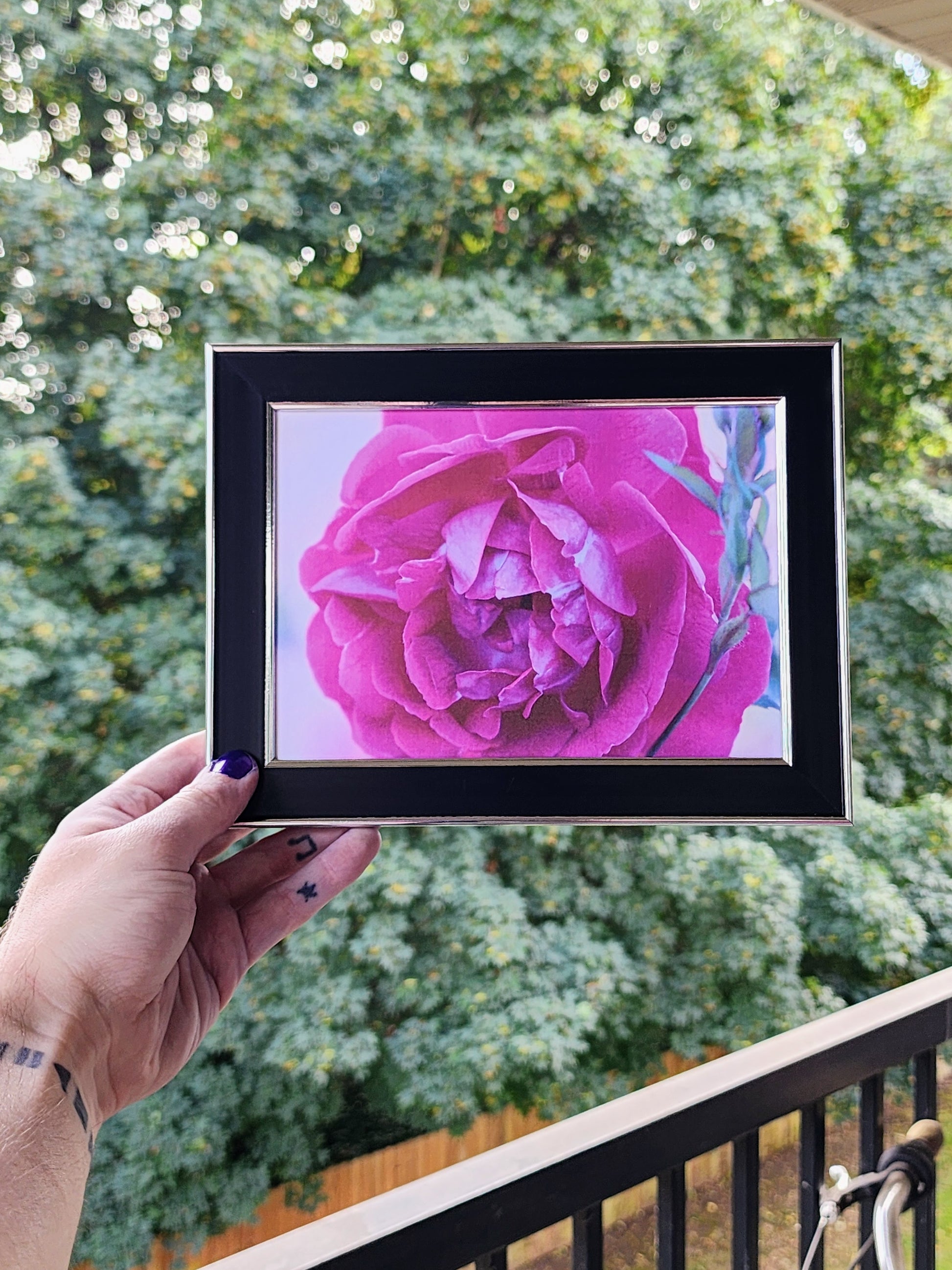 rose | photography print | 5 x 7"-rain faerie shop-rain faerie shop