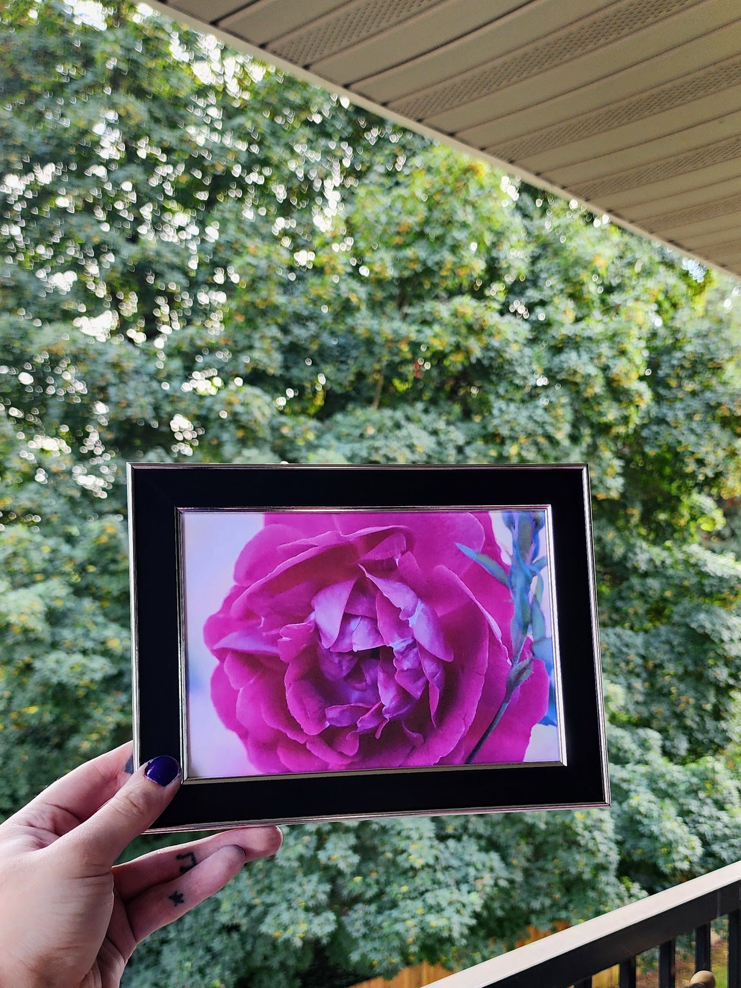 rose | photography print | 5 x 7"-rain faerie shop-rain faerie shop