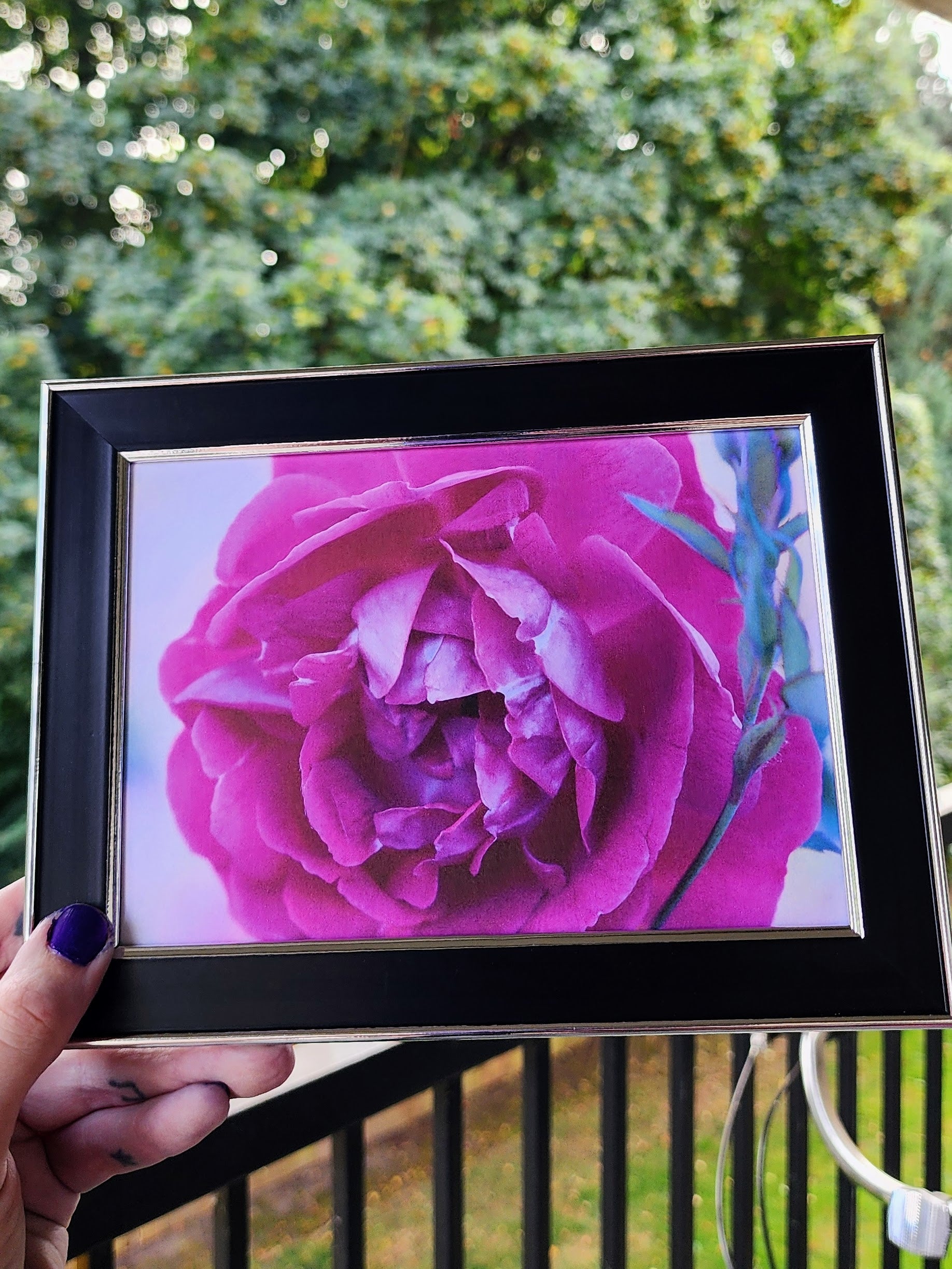rose | photography print | 5 x 7"-rain faerie shop-rain faerie shop