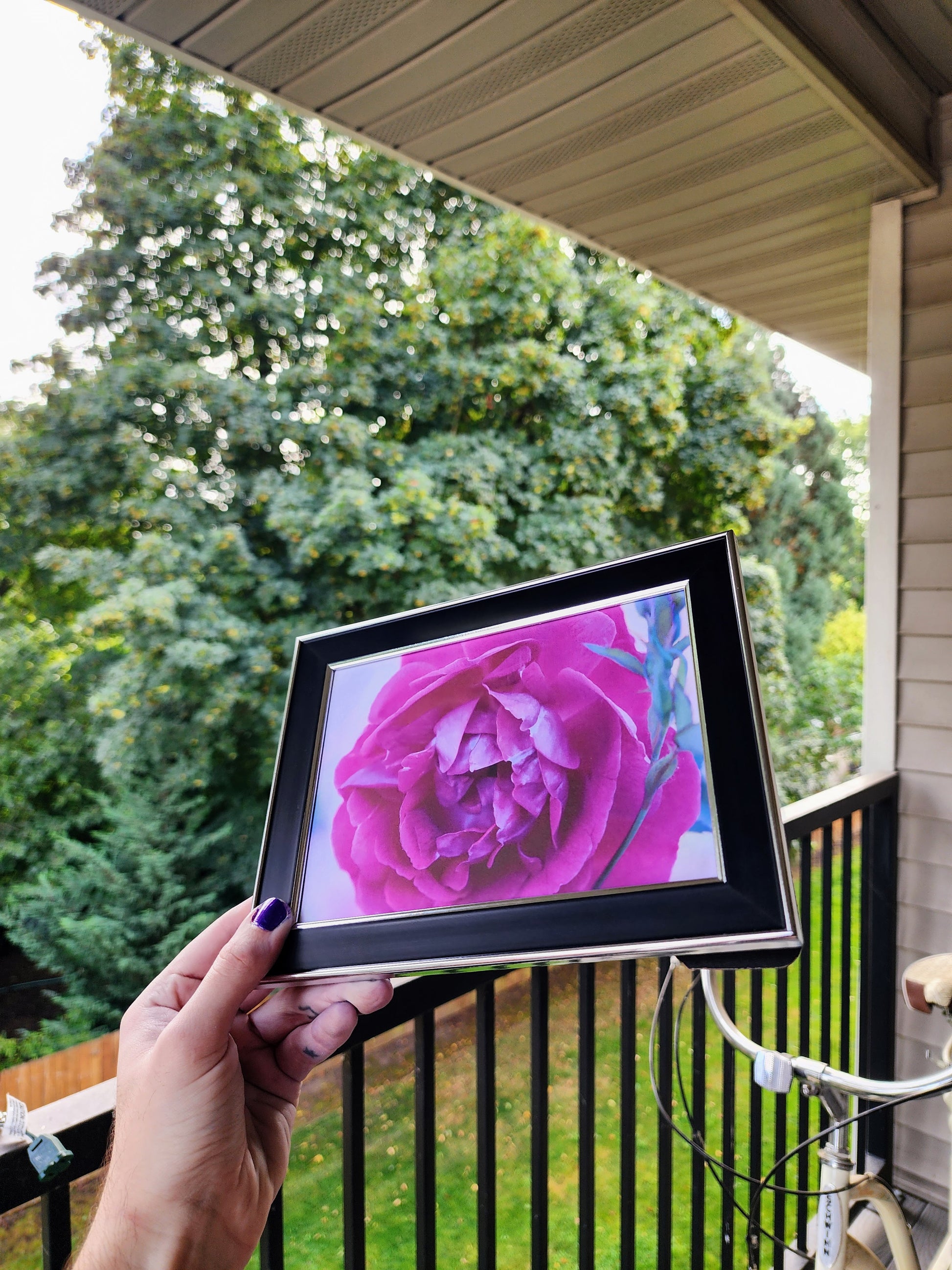 rose | photography print | 5 x 7"-rain faerie shop-rain faerie shop
